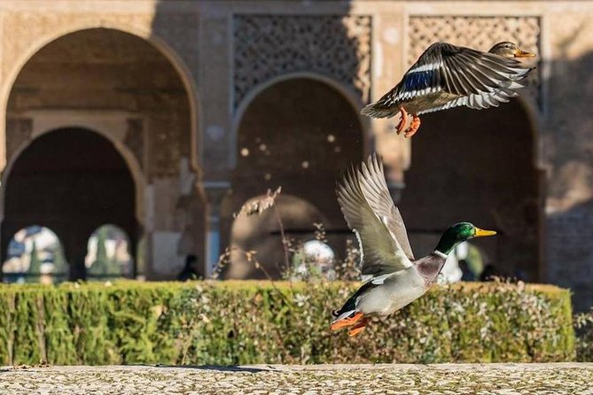 Alhambra Private/Small Group Tour & Nasrid Palaces Skip the Line - Small group or private tour?