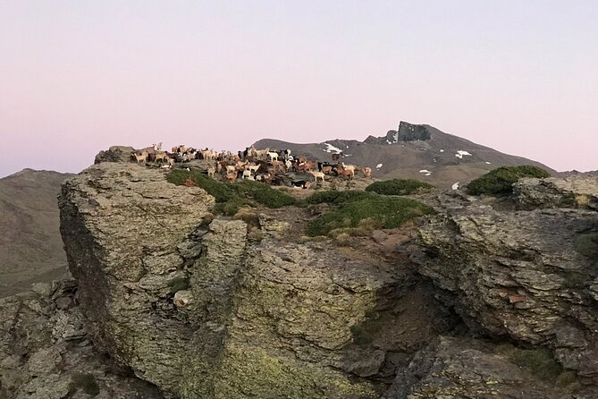 From Granada: Sierra Nevada Safari tour up to 2500 meters high - Why Sierra Nevada Feels Different