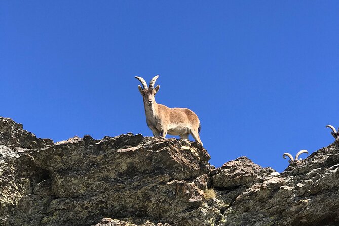 From Granada: Sierra Nevada Safari tour up to 2500 meters high - The 2500-Meter Mountain Hut Stop
