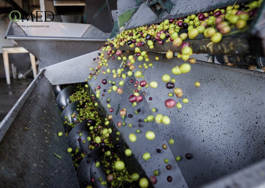 Granada in EVOO: Olive grove guided tour and sensory tasting - Learning what extra virgin olive oil tastes like
