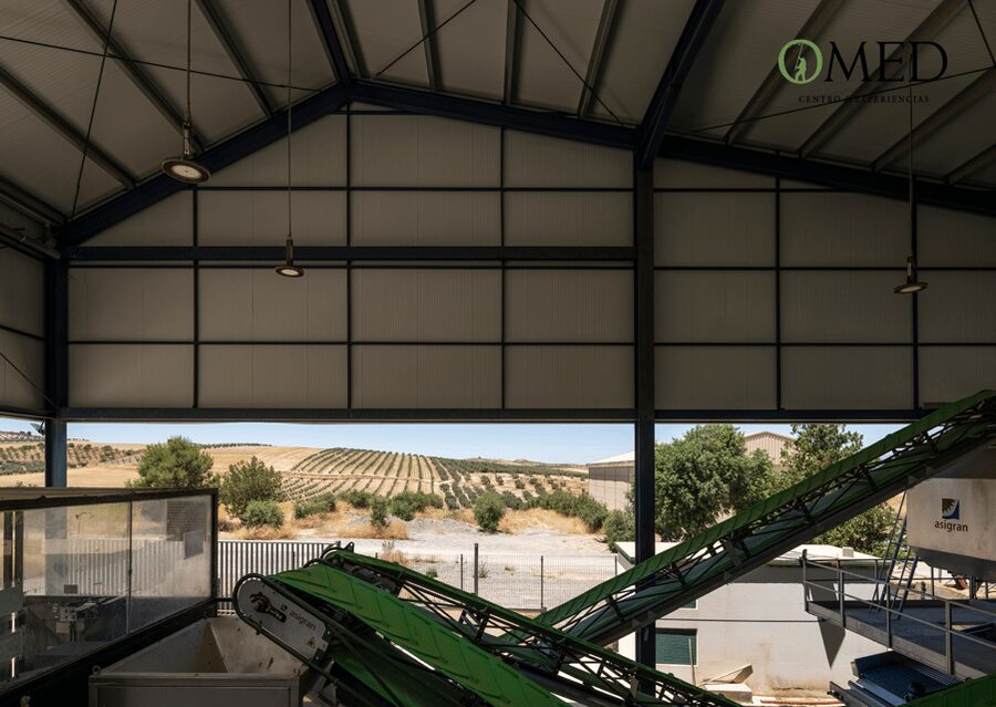 Granada in EVOO: Olive grove guided tour and sensory tasting - Is $47 a fair price?
