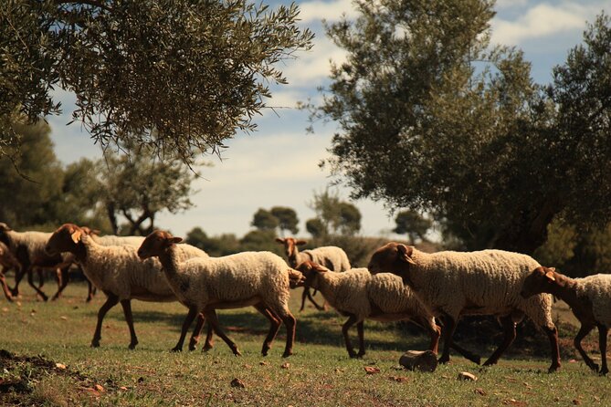 Granada: Nature, Wildlife and Authentic Villages E-bike Tour - Guides can make the demanding parts manageable