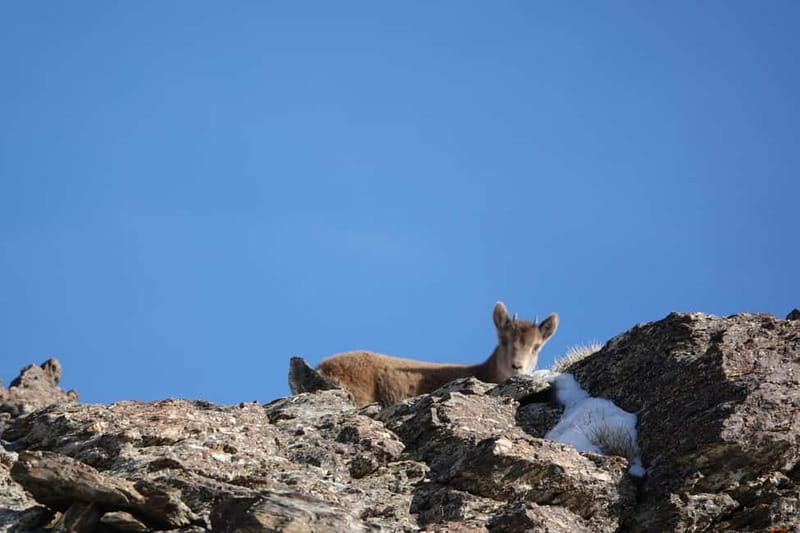 Granada: Sierra Nevada Safari Tour to 2500 m with a Drink - What the guide adds to the day