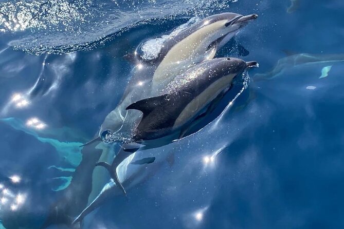 La Herradura: Sailboat with a view of dolphins-Shared - Setting out from Marina del Este