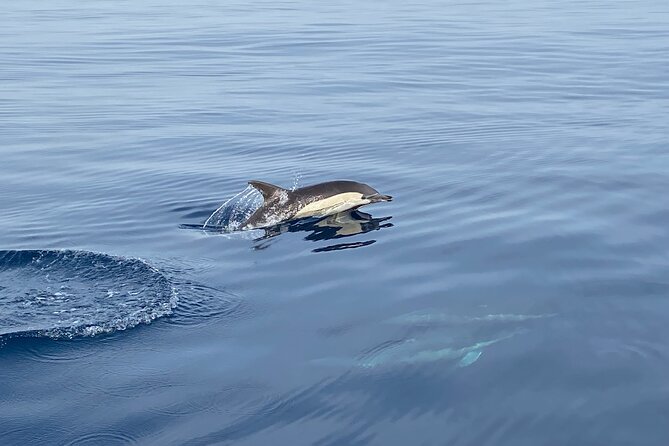 La Herradura: Sailboat with a view of dolphins-Shared - Who will enjoy this sailing trip most?