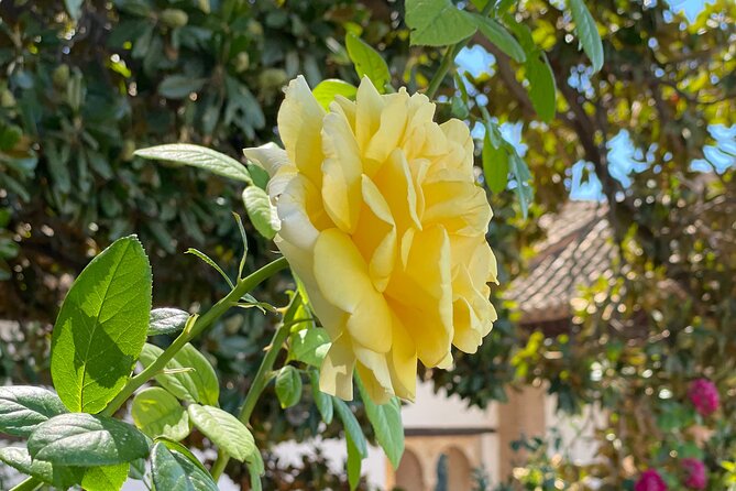 Private Tour to The Alhambra and Generalife from Motril port - Nasrid Palaces, the tour’s main prize