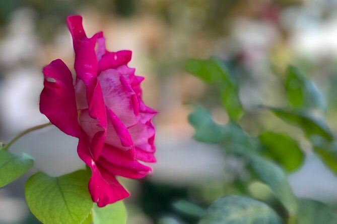 Private Tour to The Alhambra and Generalife from Motril port - Ticket rules and the need to book early