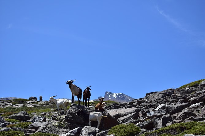 Sierra Nevada Tour (Granada) - From Granada to the high Sierra Nevada